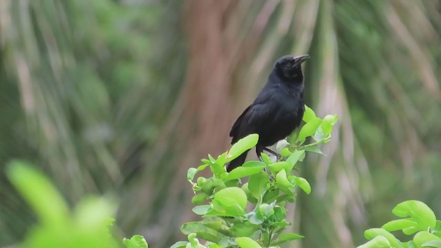 Melodious Blackbird - ML244640881