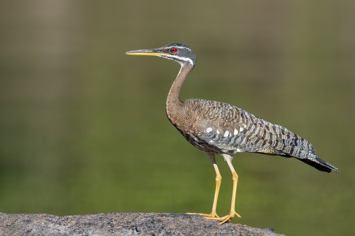 Sunbittern - Andres Vasquez Noboa