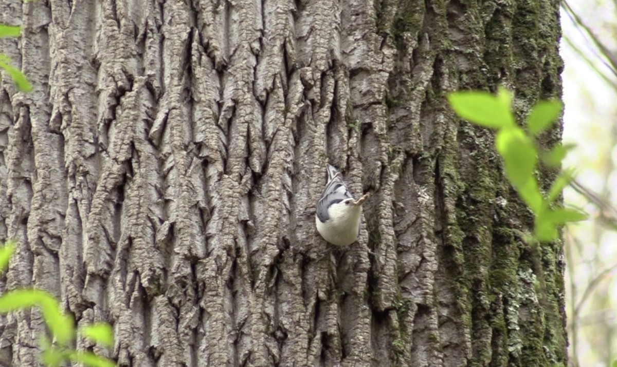 Sittelle à poitrine blanche - ML244642221