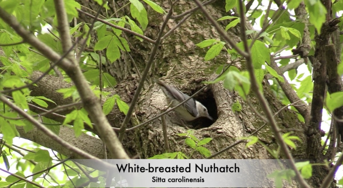 Sittelle à poitrine blanche - ML244642241