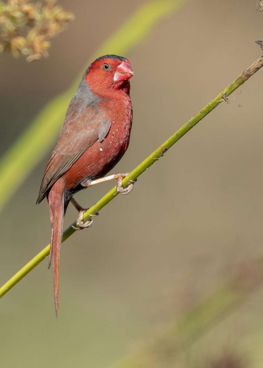 Crimson Finch - Andres Vasquez Noboa