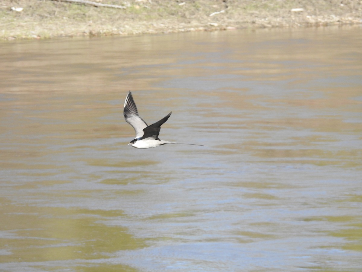 Long-tailed Jaeger - ML244642411