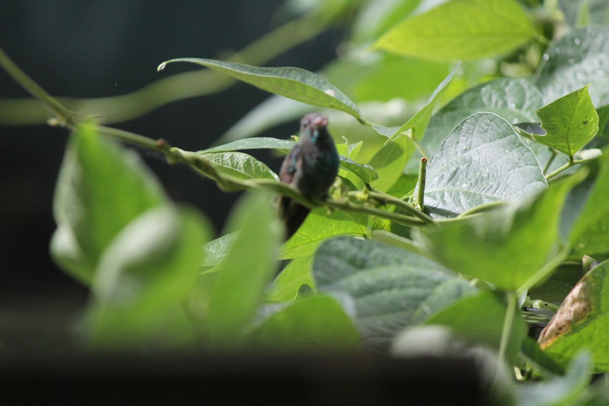 Rufous-tailed Hummingbird - ML244642901