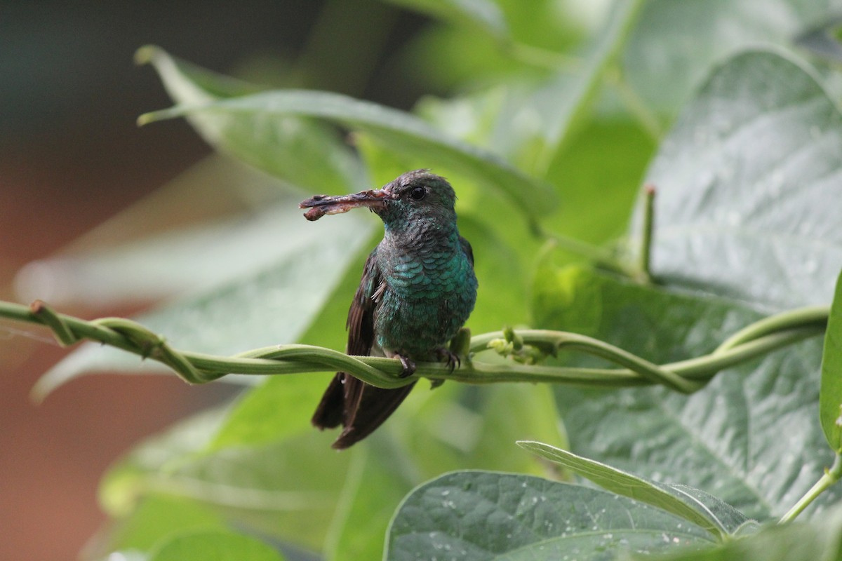Rufous-tailed Hummingbird - ML244642941