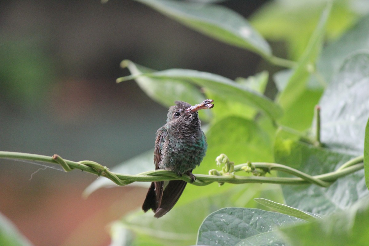 Rufous-tailed Hummingbird - Jorge Eduardo Mariño Indaburu @SmartBirding