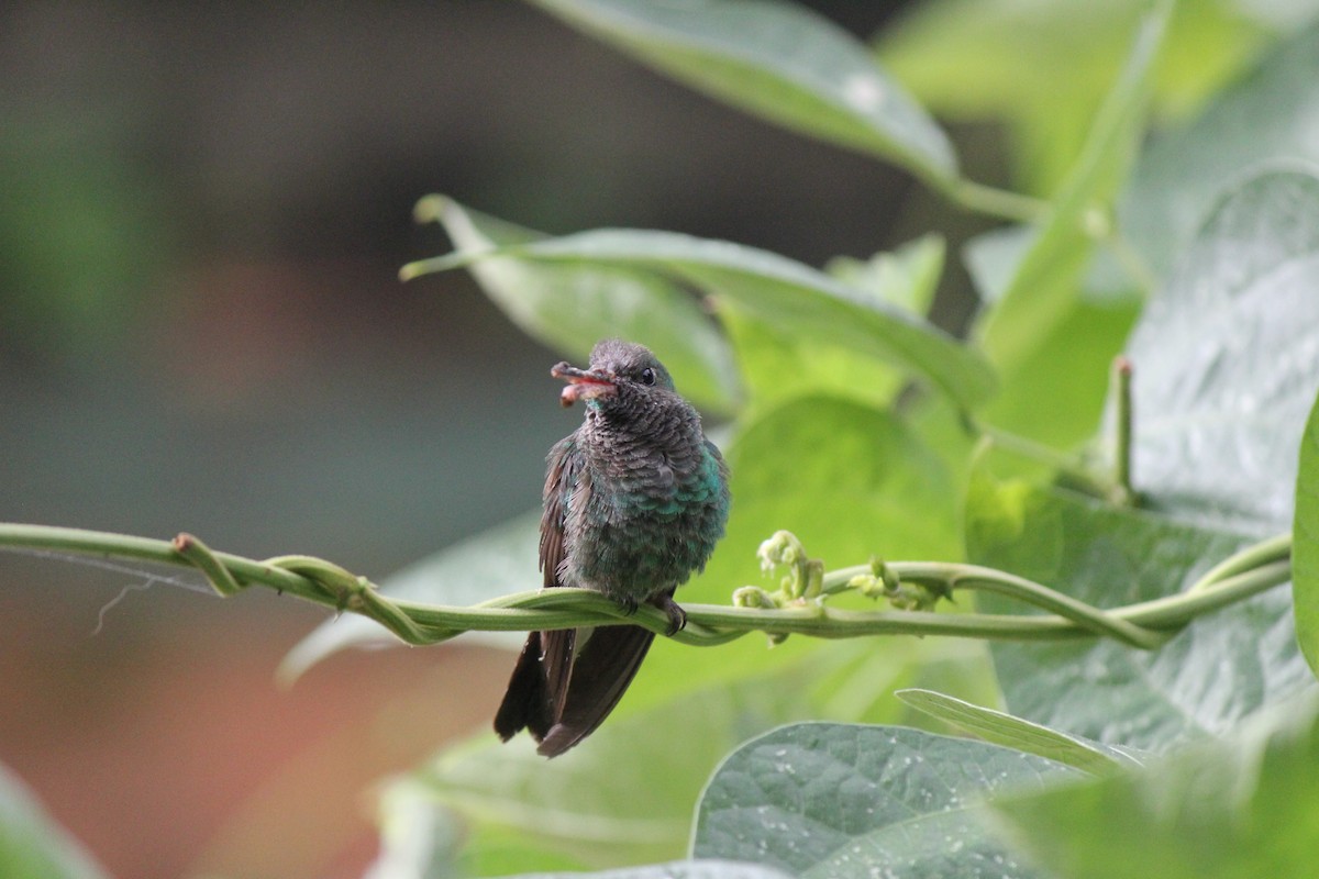 Rufous-tailed Hummingbird - Jorge Eduardo Mariño Indaburu @SmartBirding