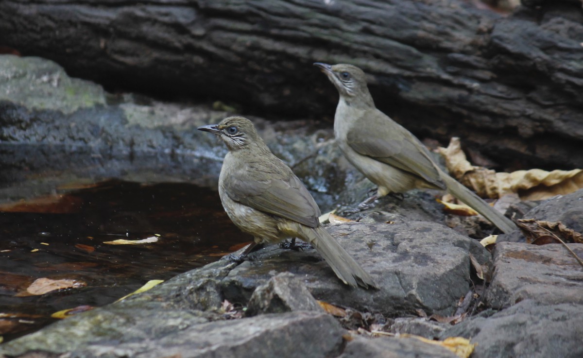 Streak-eared Bulbul - Stephan Lorenz