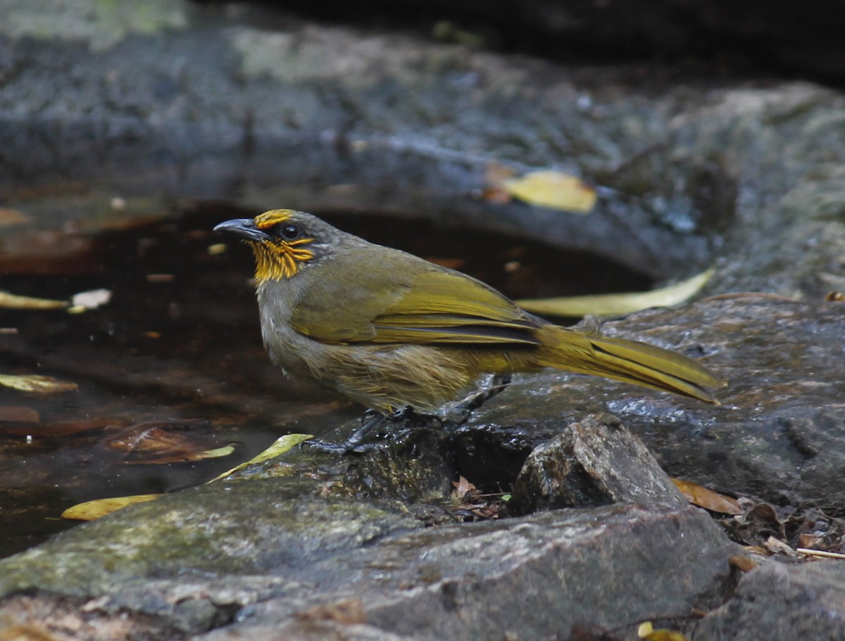 Stripe-throated Bulbul - ML244644841