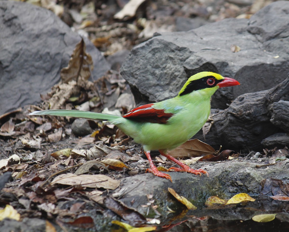 Common Green-Magpie - ML244644911