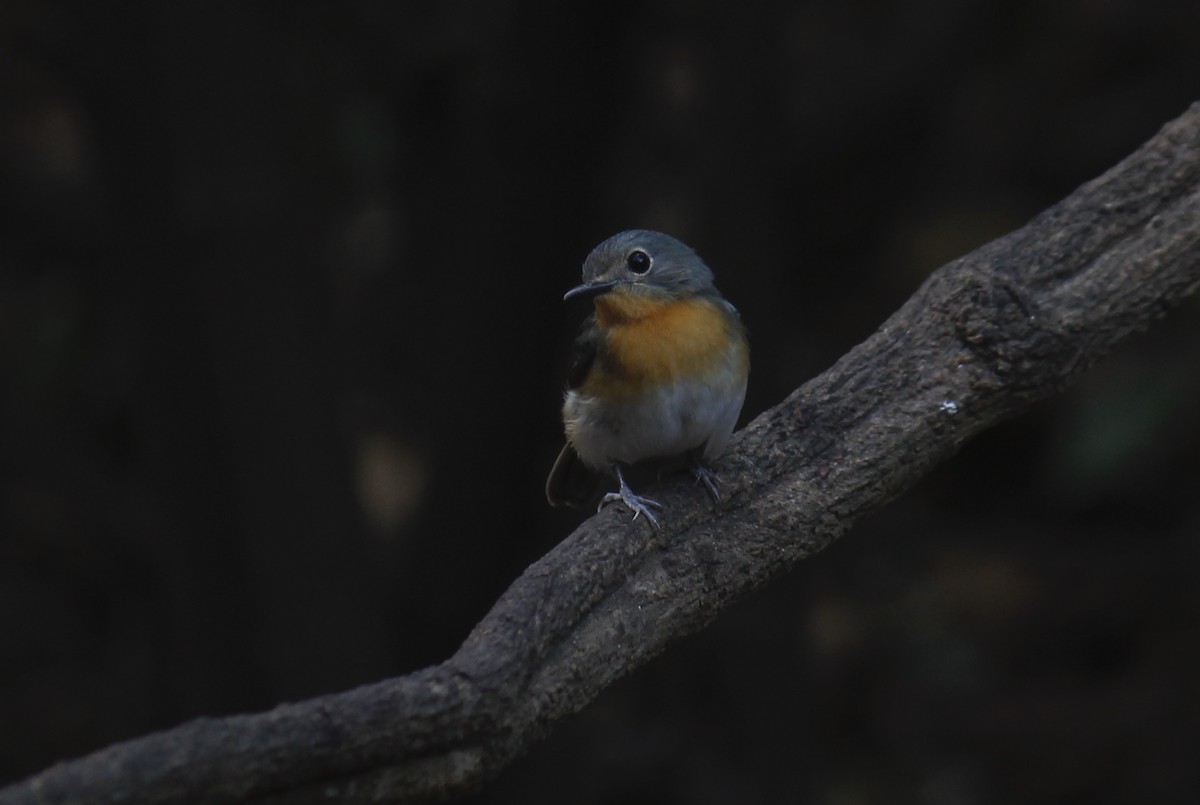 Indochinese Blue Flycatcher - ML244645191