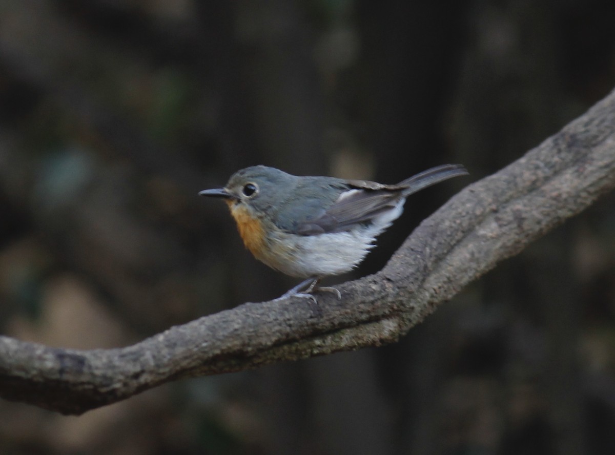 Indochinese Blue Flycatcher - Stephan Lorenz