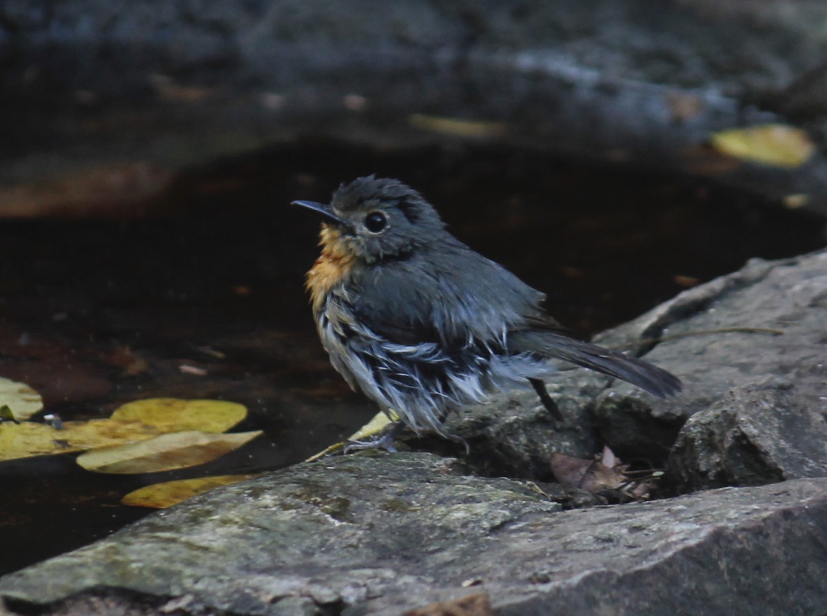 Indochinese Blue Flycatcher - ML244645361