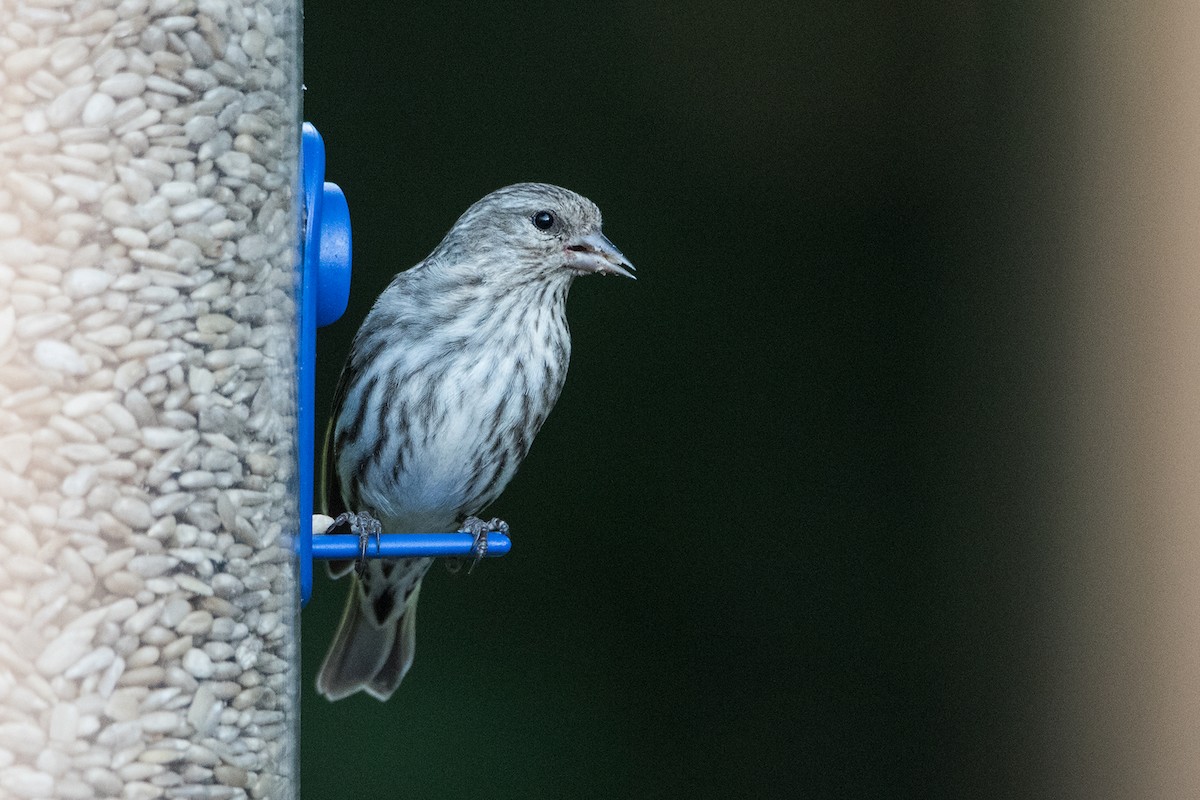 Pine Siskin - Sue Barth