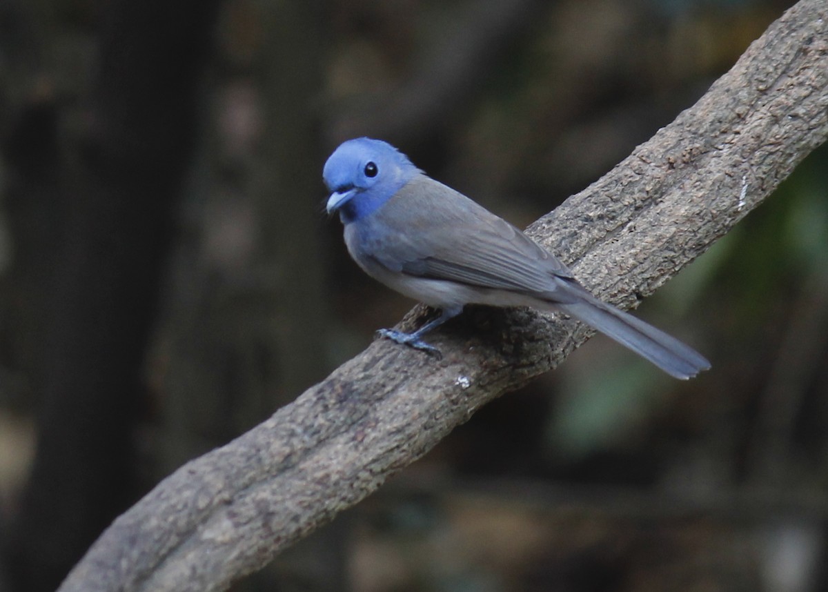 Black-naped Monarch - ML244645471