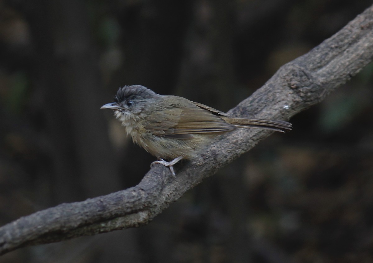 Brown-cheeked Fulvetta - ML244645671