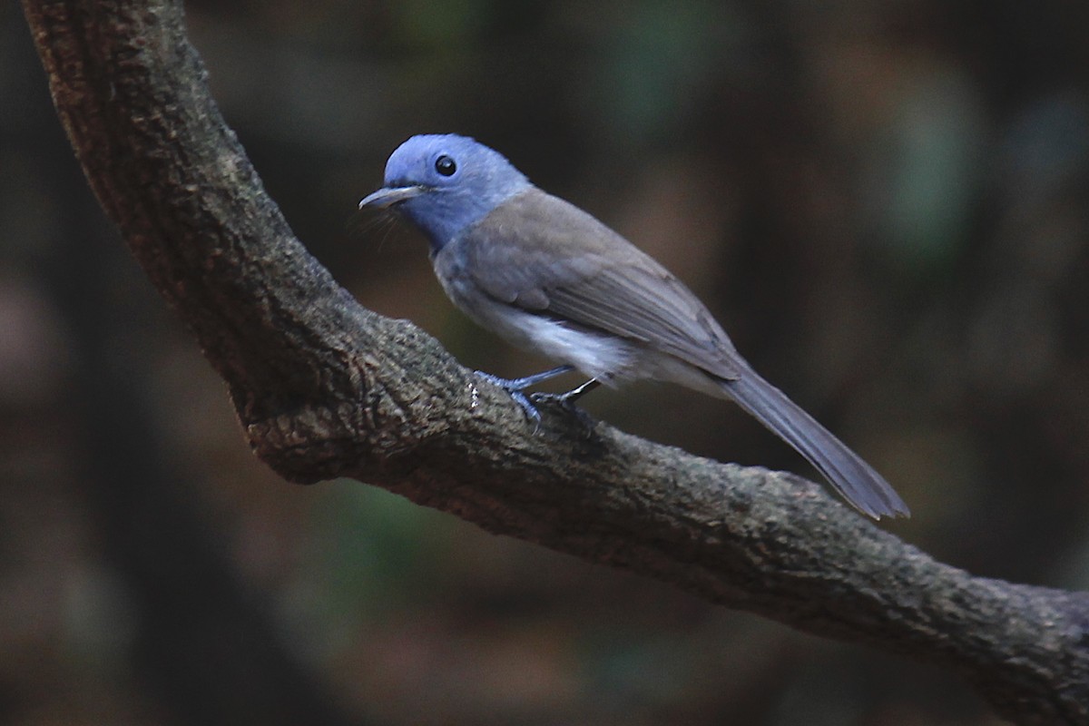 Black-naped Monarch - ML244645801