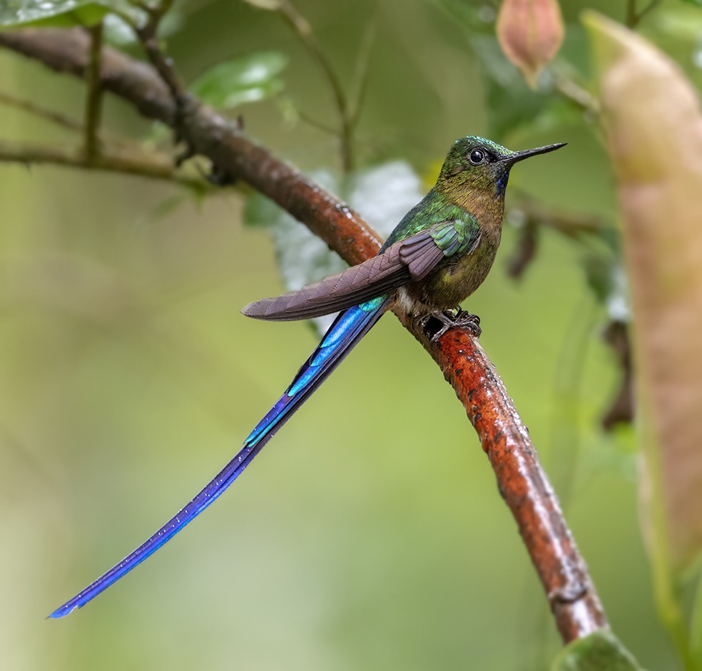 Violet-tailed Sylph - Andres Vasquez Noboa
