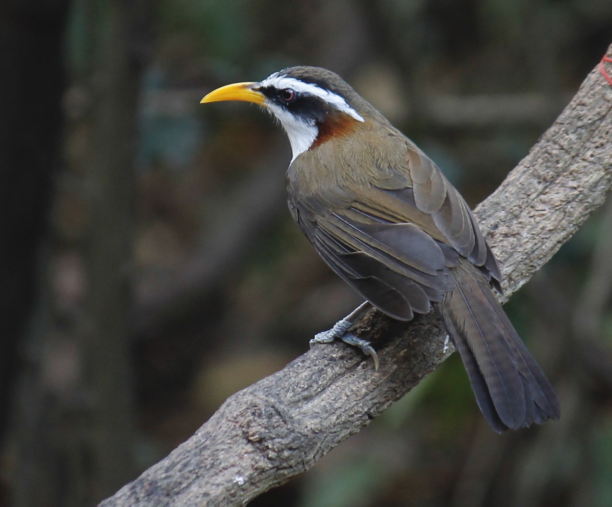 White-browed Scimitar-Babbler - ML244646451