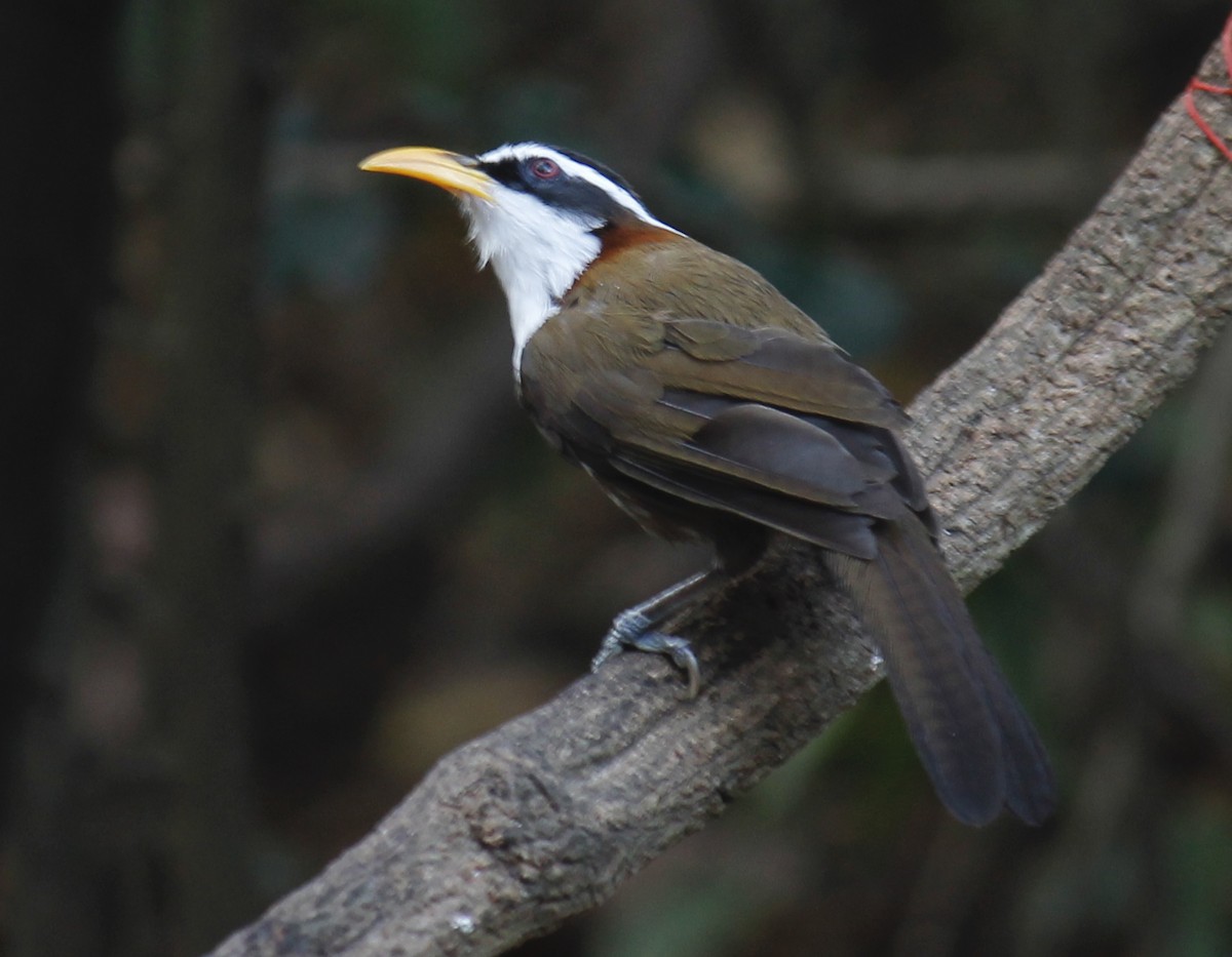 White-browed Scimitar-Babbler - ML244646561