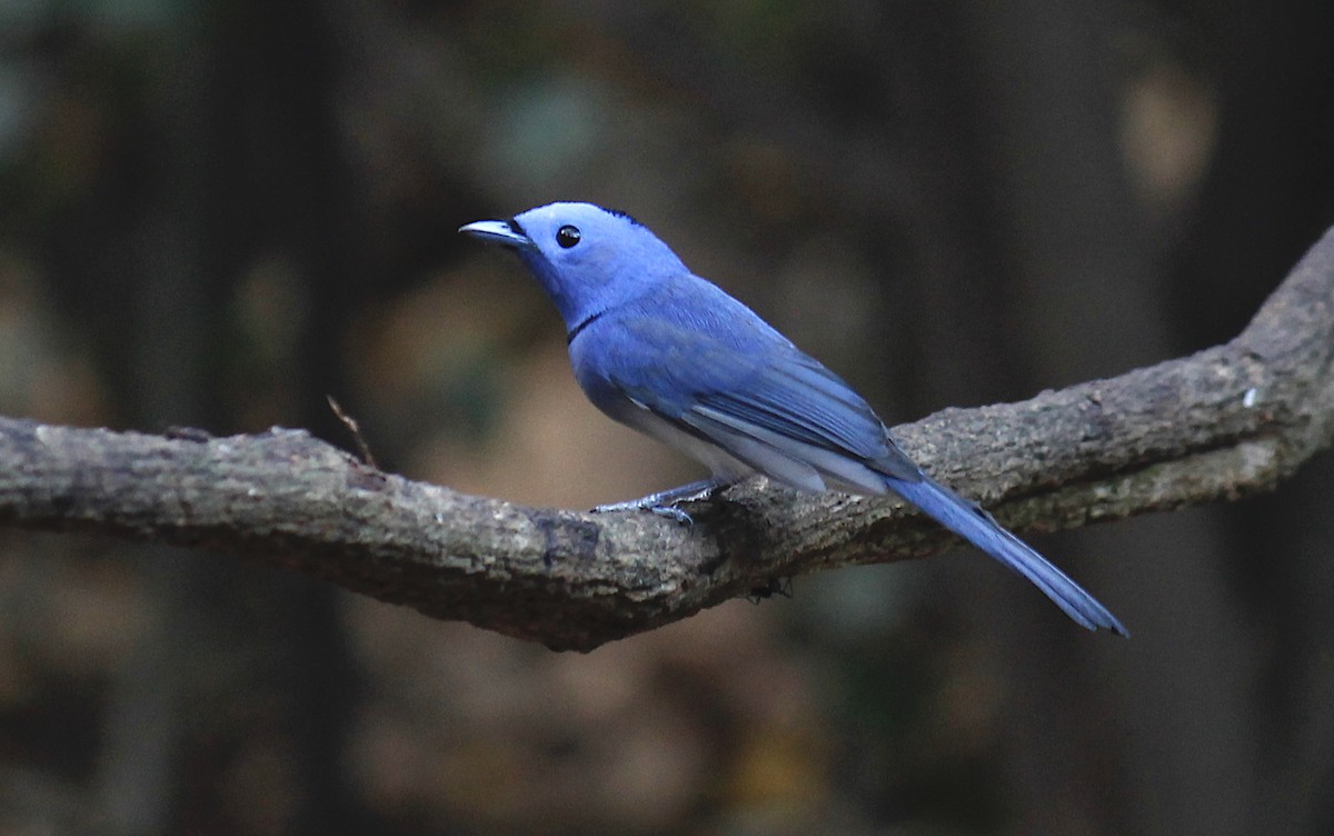 Black-naped Monarch - Stephan Lorenz / Rockjumper Birding Tours