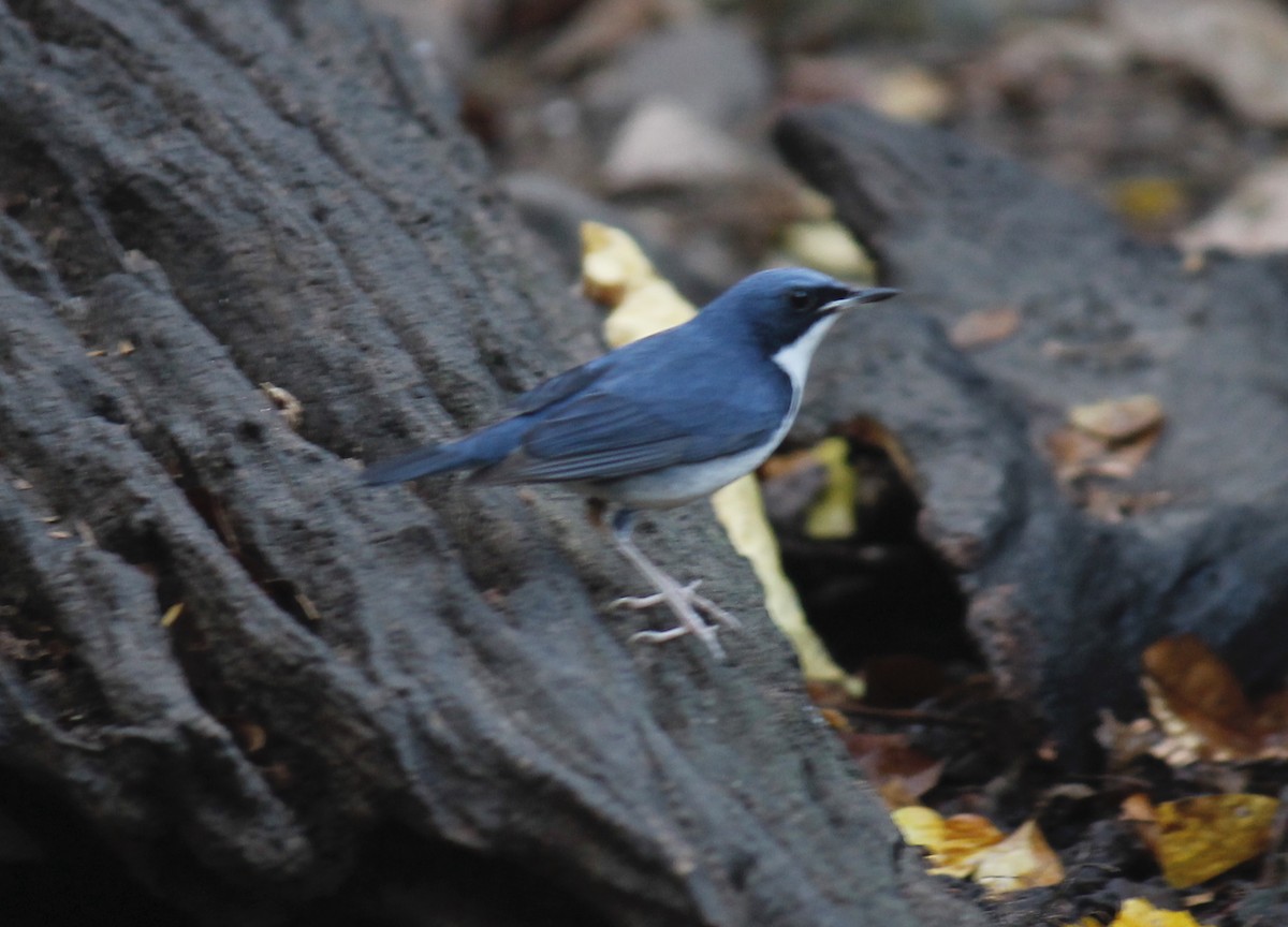 Siberian Blue Robin - Stephan Lorenz