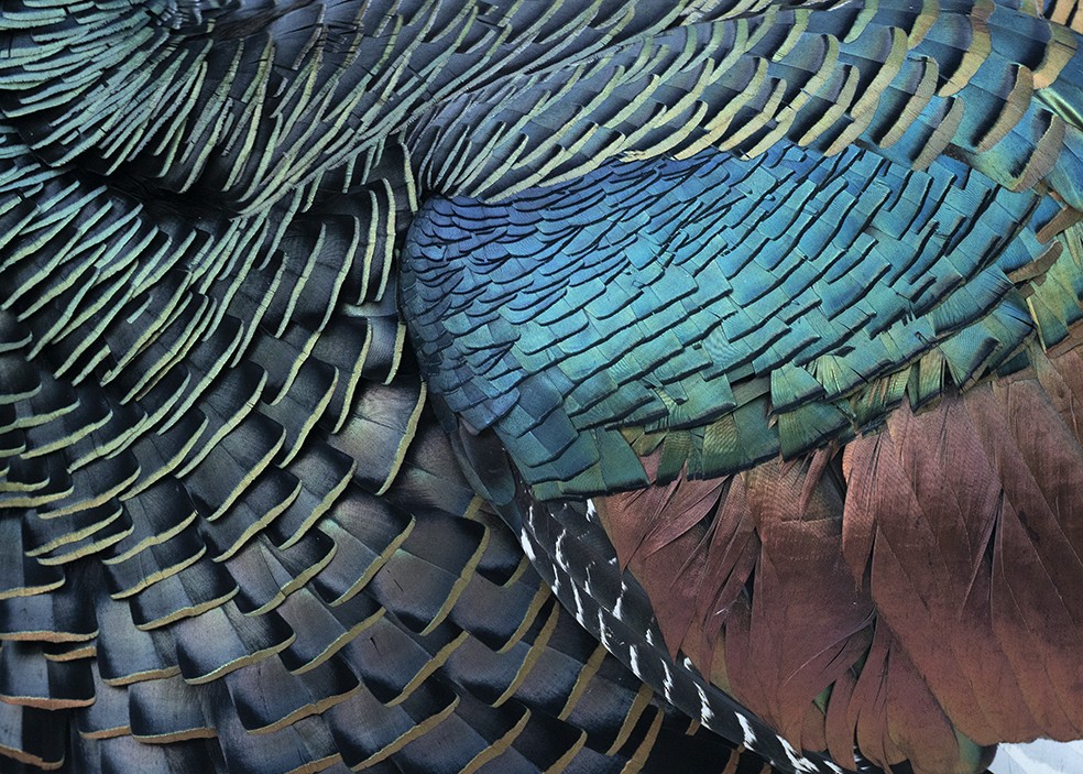 Ocellated Turkey - Andres Vasquez Noboa