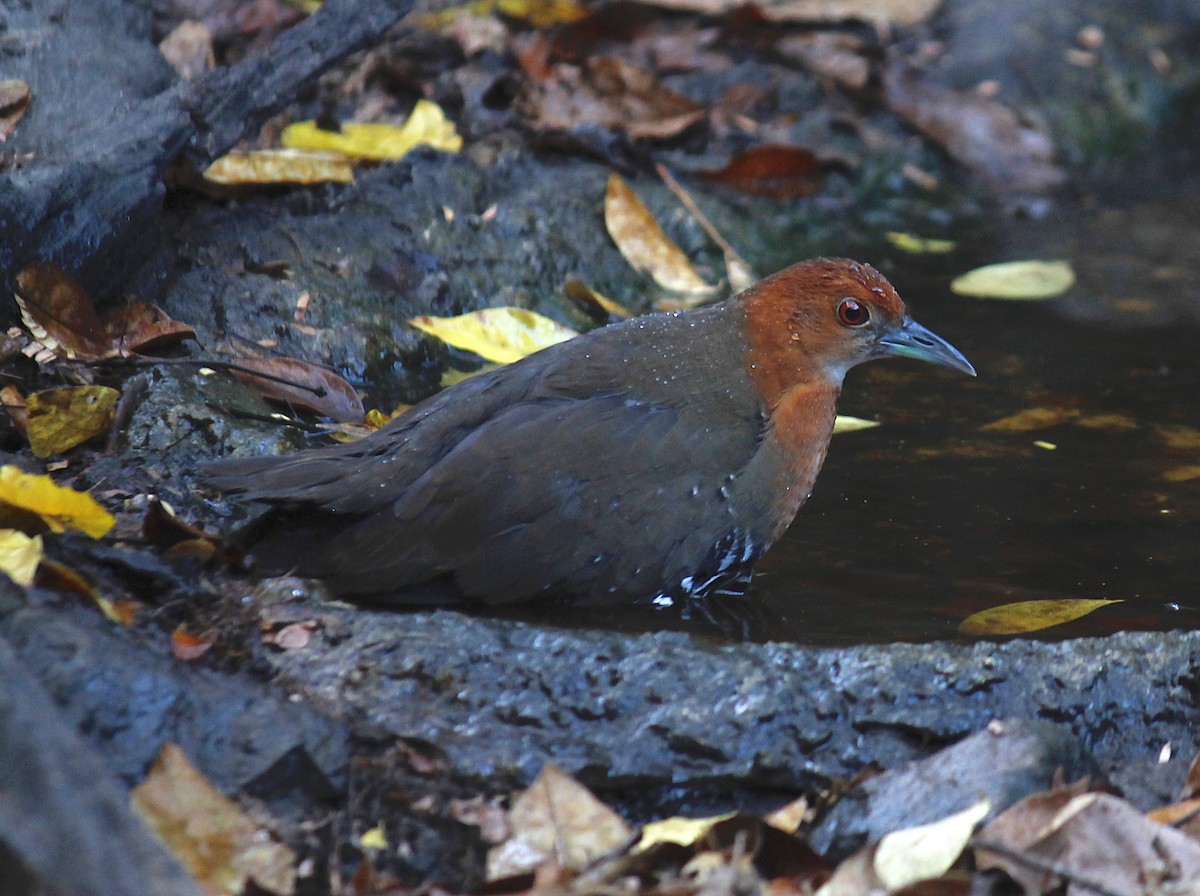 Slaty-legged Crake - ML244647761