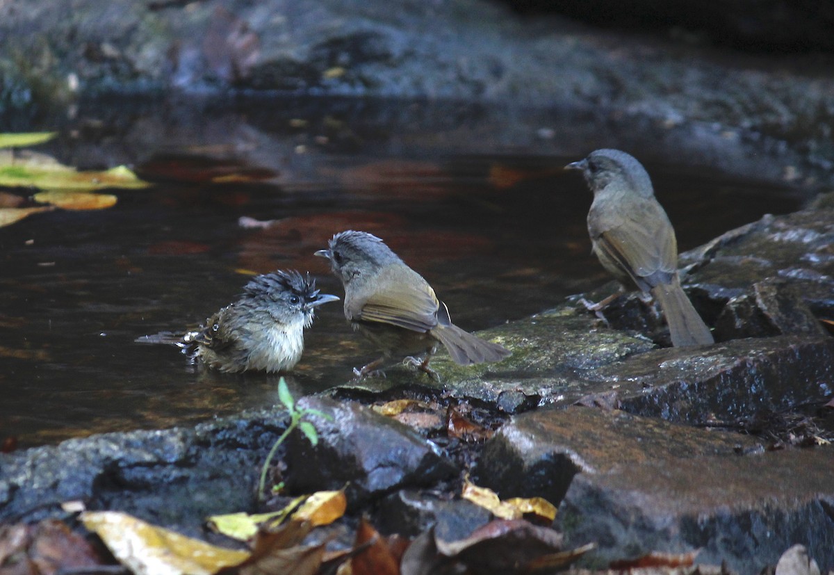 Brown-cheeked Fulvetta - ML244647911