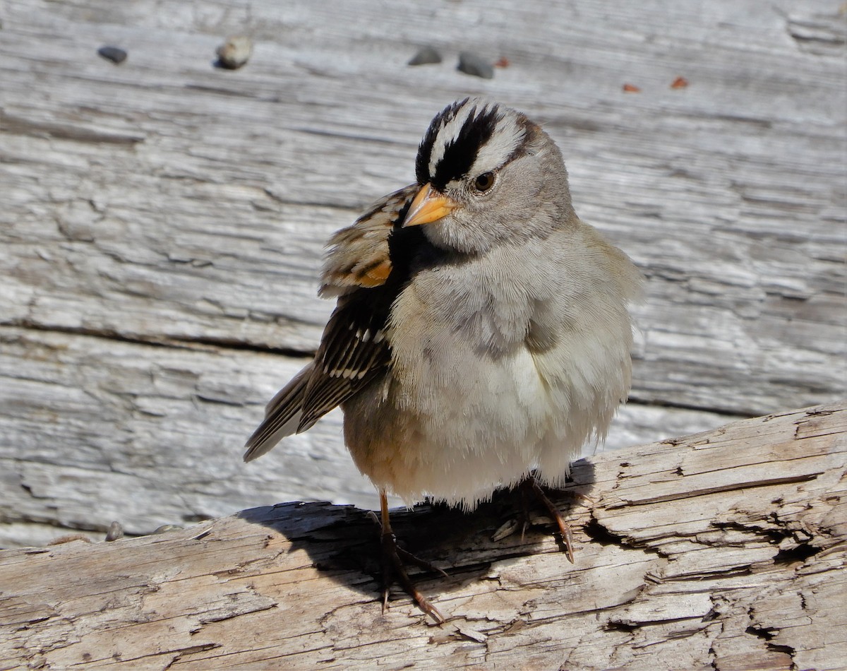 White-crowned Sparrow - ML244651831