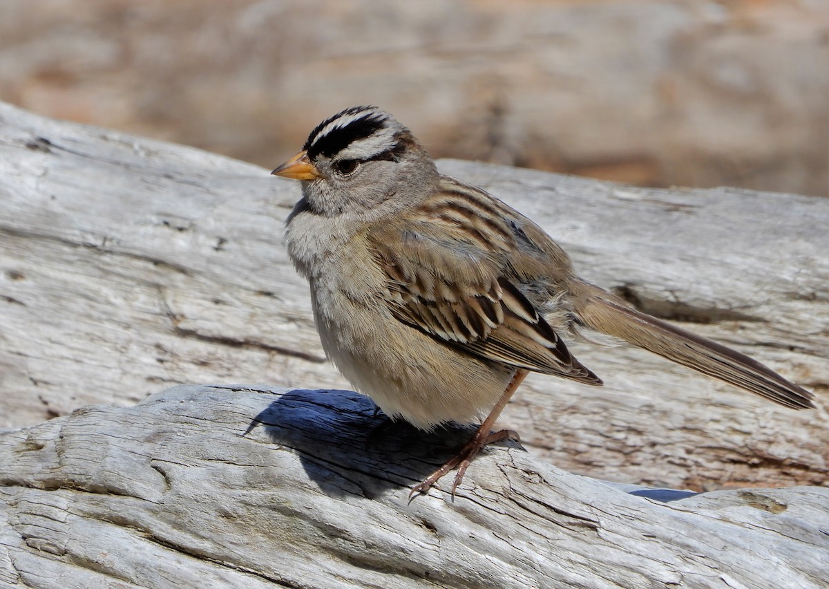 White-crowned Sparrow - ML244651841