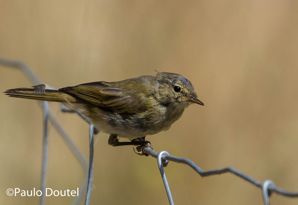 Iberian Chiffchaff - ML244653381
