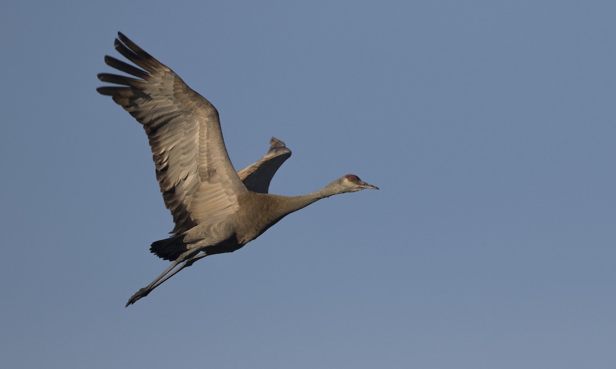 Sandhill Crane - Zak Pohlen
