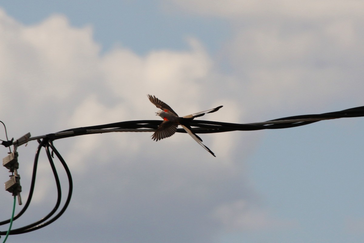 Scissor-tailed Flycatcher - Don Brode
