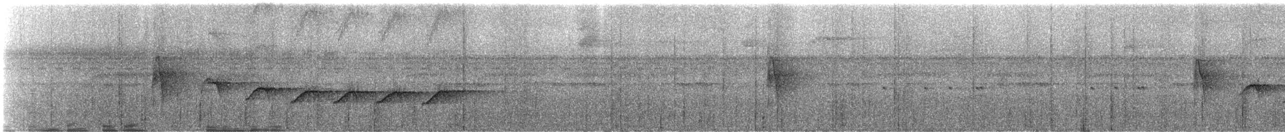Sclérure obscur (obscurior) - ML244655