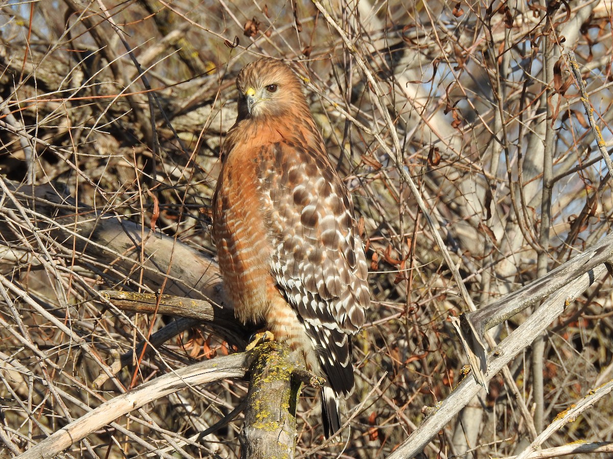 Red-shouldered Hawk - ML244656111