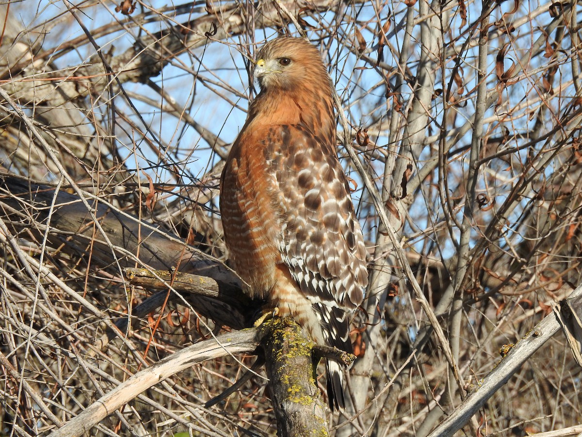 Red-shouldered Hawk - Sandra Blair