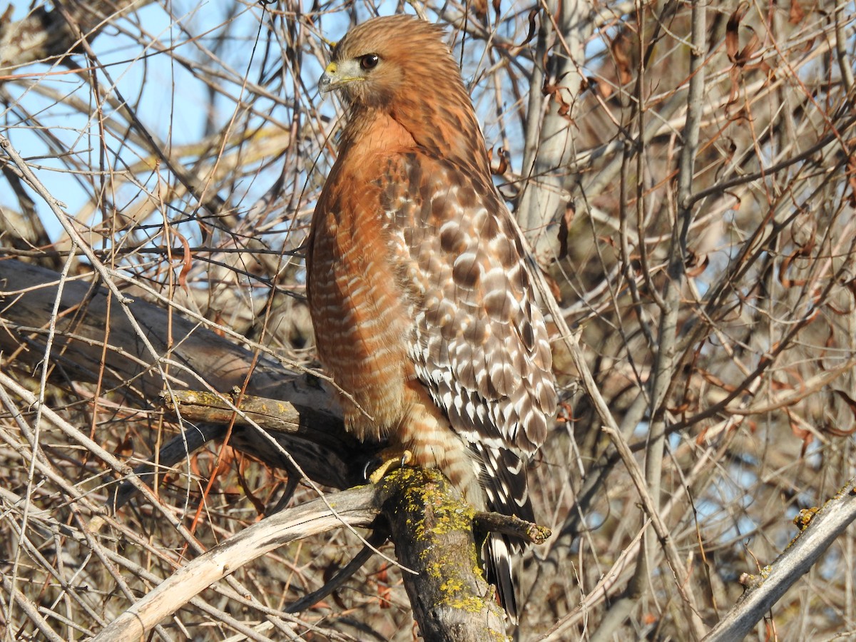 Red-shouldered Hawk - Sandra Blair