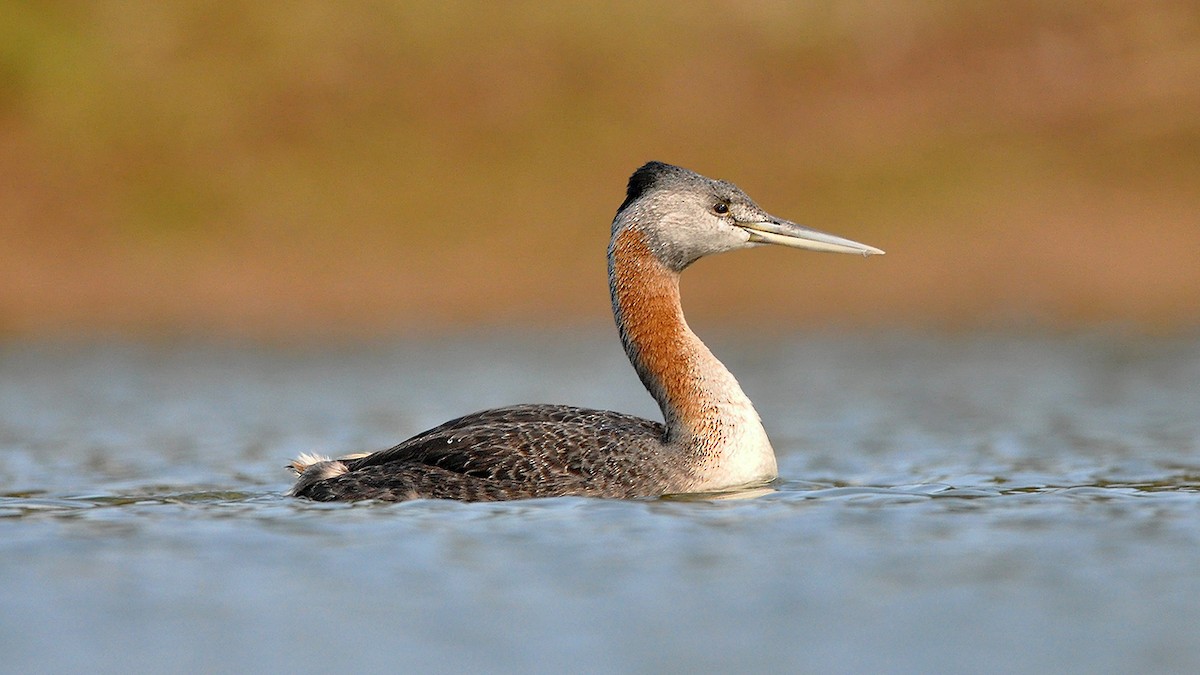 Great Grebe - ML244657161