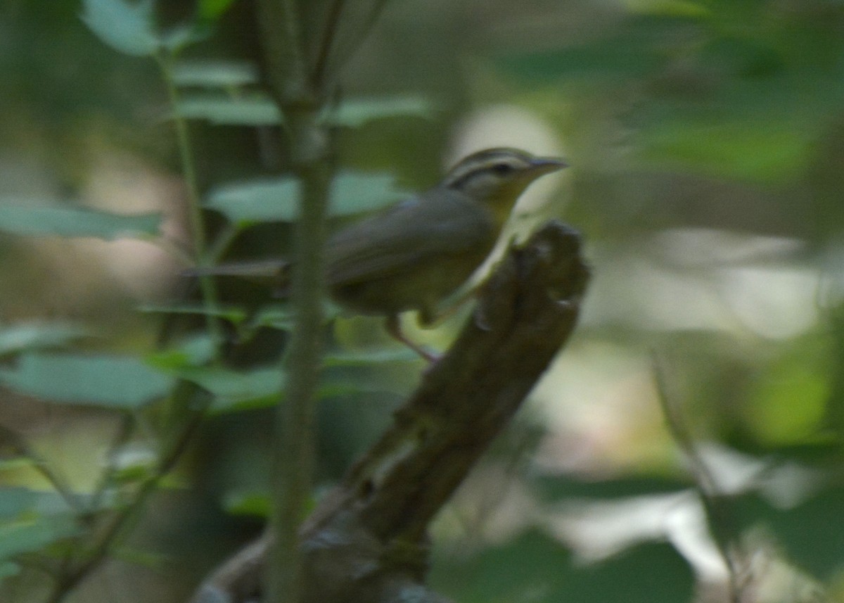 Worm-eating Warbler - ML244657981