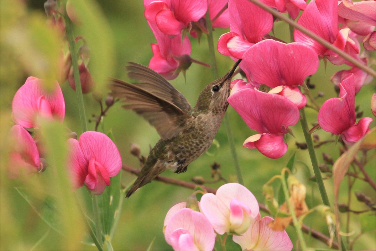 Anna's Hummingbird - ML244659711