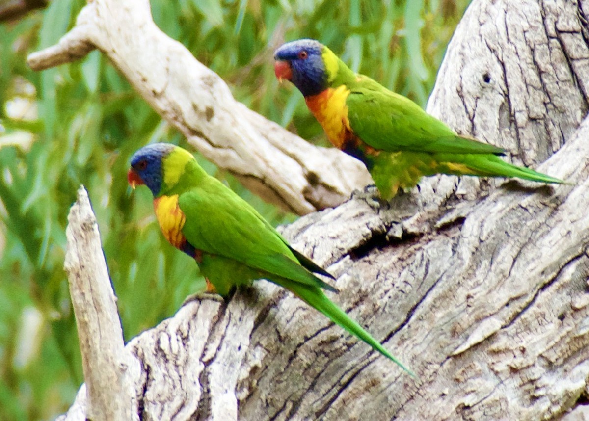 Rainbow Lorikeet - John Beckworth