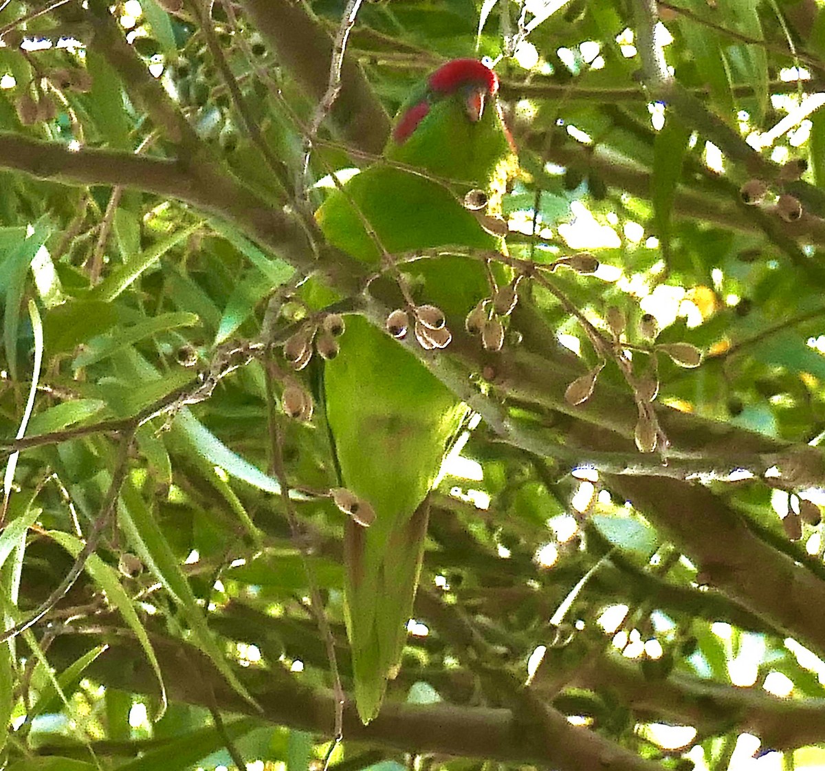 Musk Lorikeet - John Beckworth