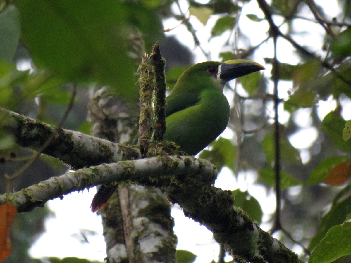 Southern Emerald-Toucanet (Andean) - ML244661421