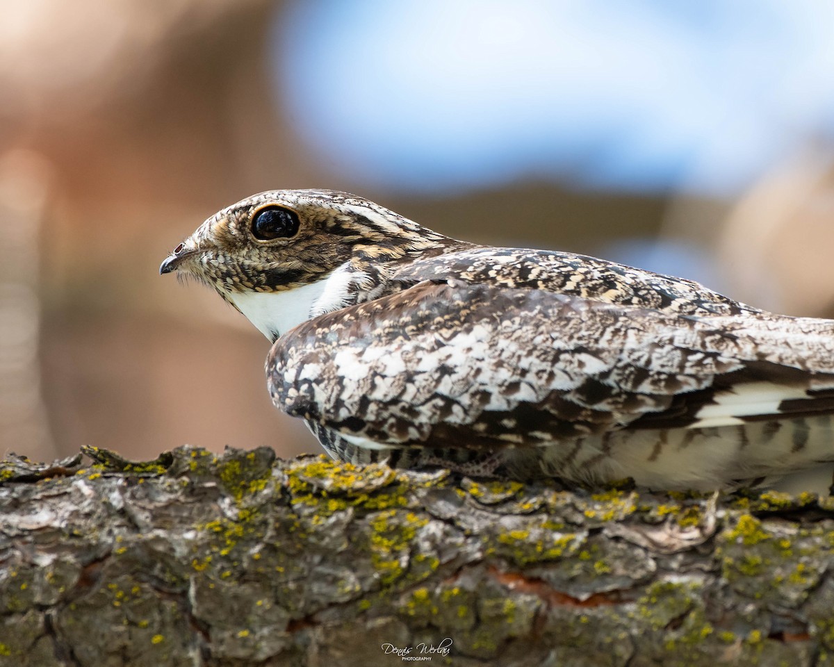 Common Nighthawk - ML244663591