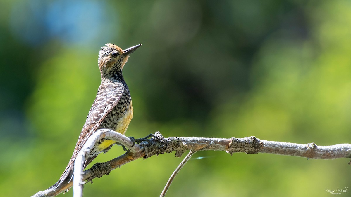 Williamson's Sapsucker - ML244663761