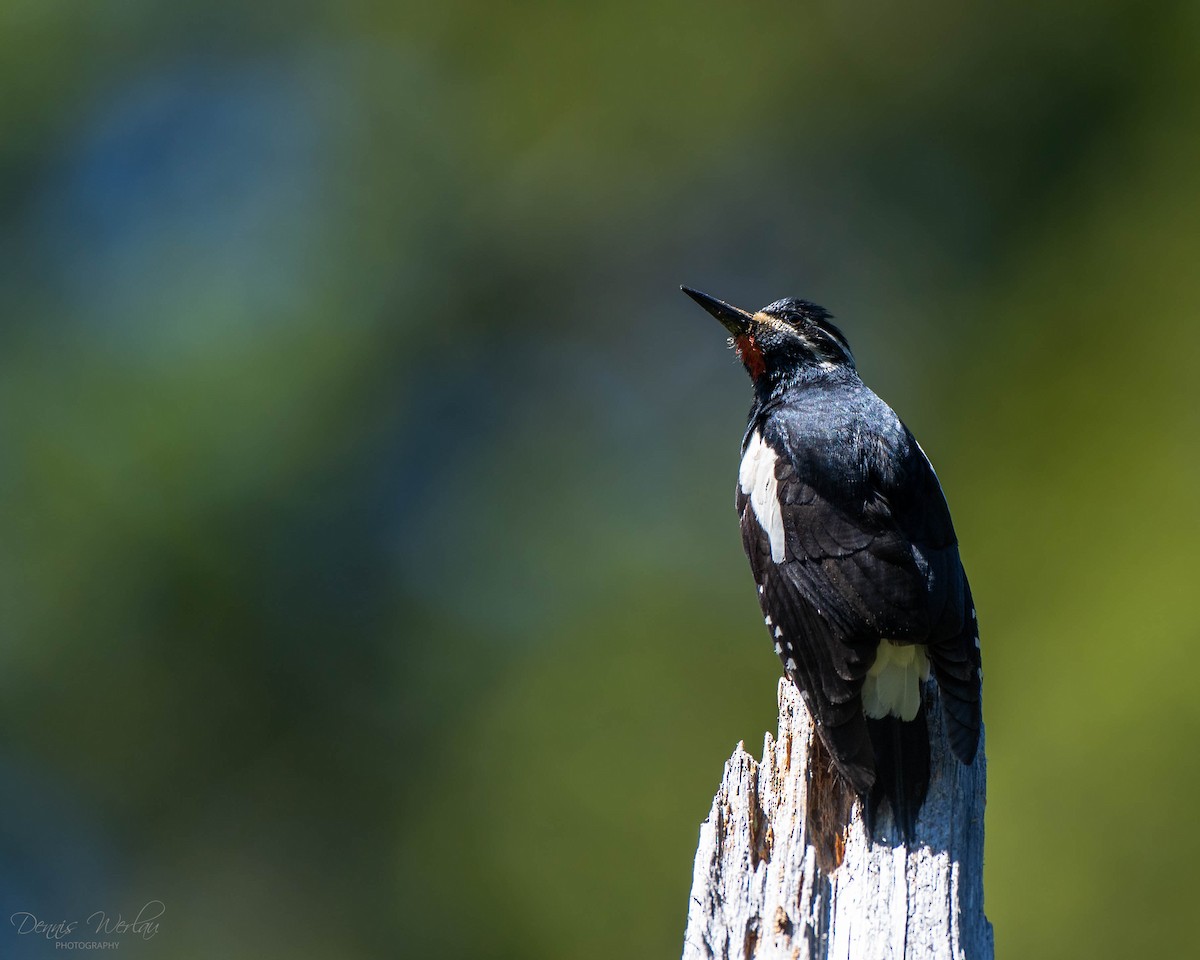 Williamson's Sapsucker - ML244663781