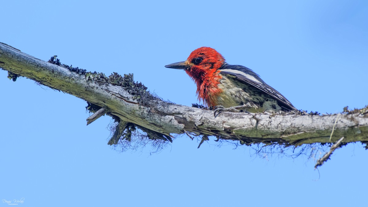 Red-breasted Sapsucker - ML244663941