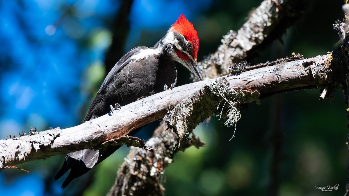 Pileated Woodpecker - Dennis Werlau