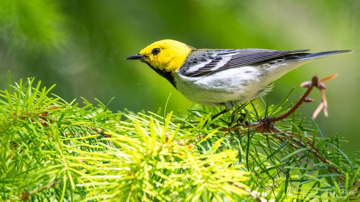 Hermit Warbler - ML244664211