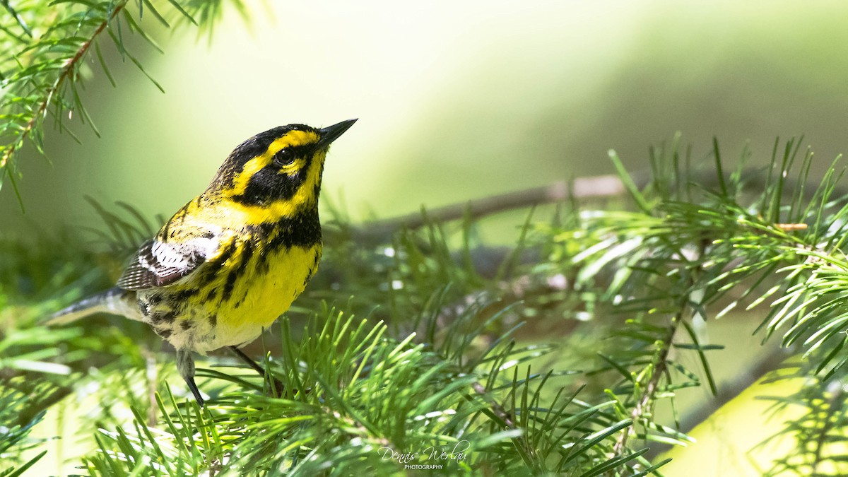 Townsend's Warbler - ML244664261